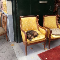 chien dans la chaise
