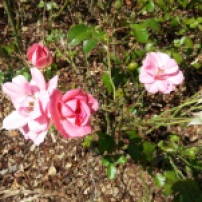 roses dans la parc belleville
